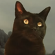 Image for article titled Brace yourself for Godzilla Vs. Kong Vs. A Cute Cat